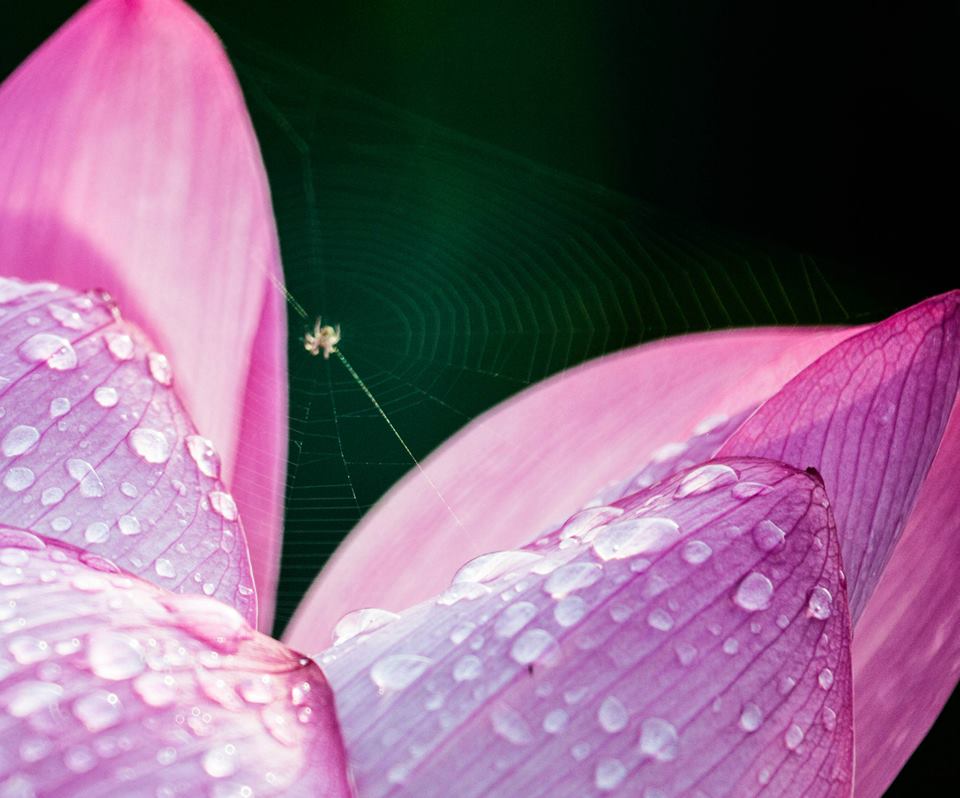 How does Biodanza work? ways to grow